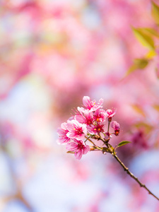 樱花的粉红色花朵