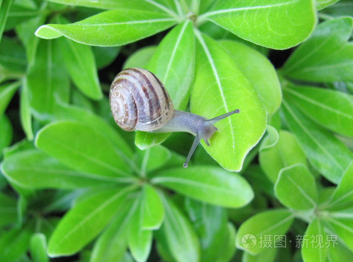 蜗牛在绿色的树叶