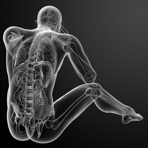 3d 渲染人体解剖学