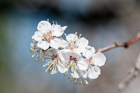 樱桃花