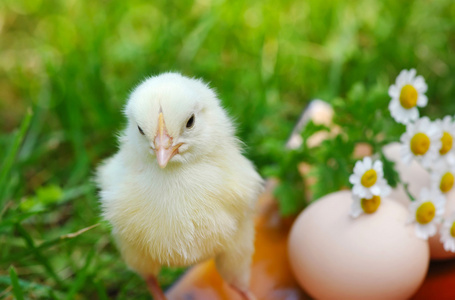 小鸡和蛋的草地上