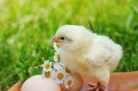 小鸡和蛋的草地上