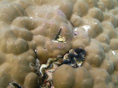 蛤外壳硬的海里珊瑚海洋生物在印度洋 maledives照片