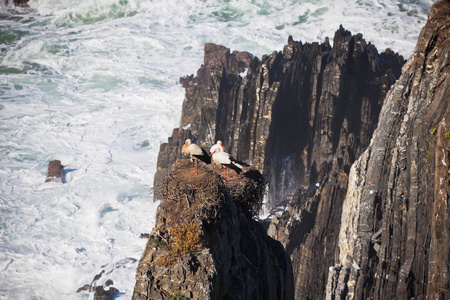 鹳巢在葡萄牙西部海岸悬崖上