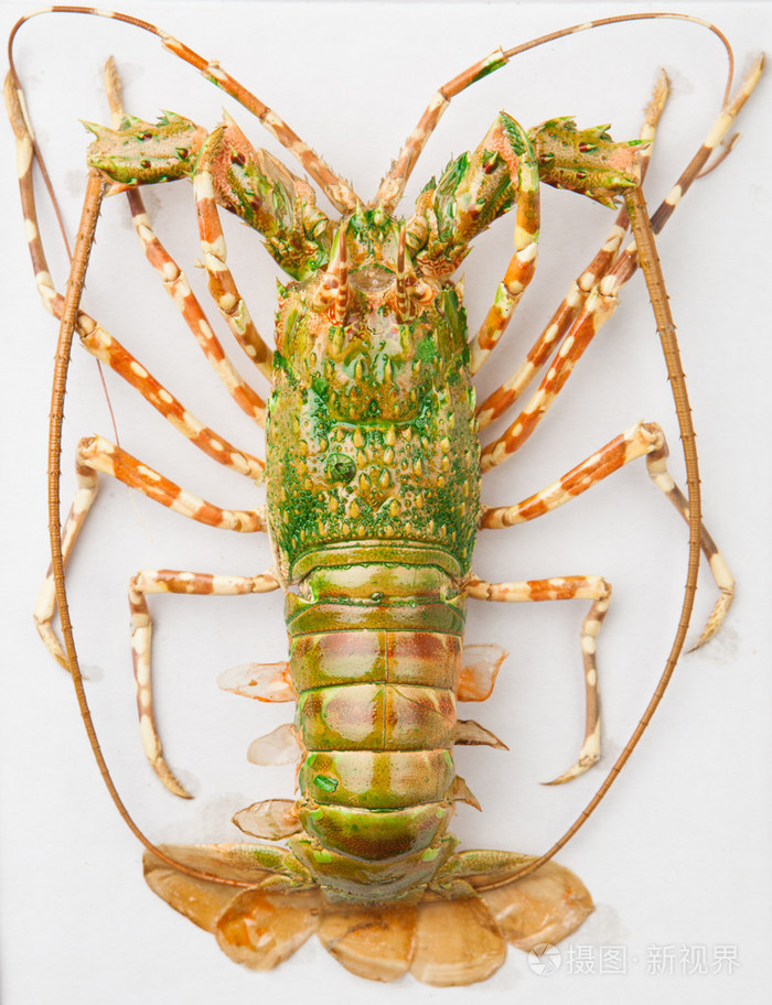 在白色的小龙虾