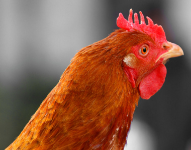 羽毛的鸡冠母鸡的鼻子红红的鸡冠和褐色的羽毛照片