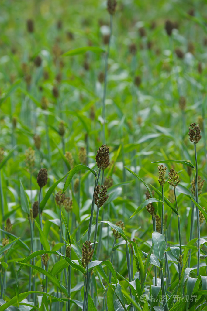 高粱小麦-在世界许多地区的主食