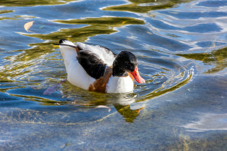 普通shelducktadorna tadorna