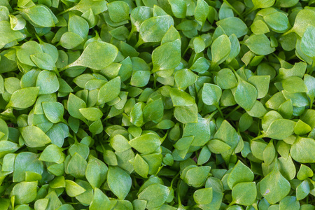 naturliga frska  blad bakgrund