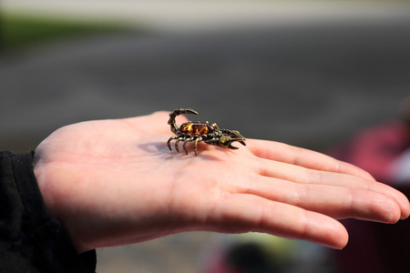 蝎子在手上的饰品缩影图片
