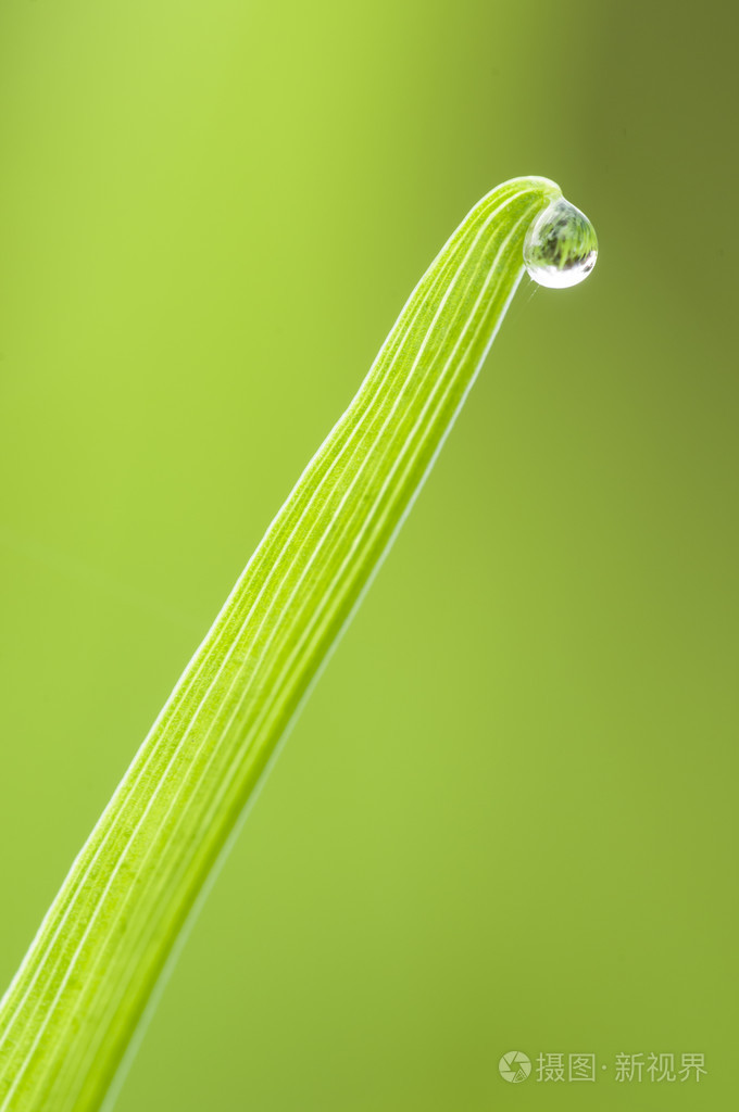 在草叶上的露滴