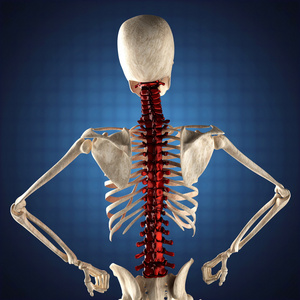 人体肋骨模型图片