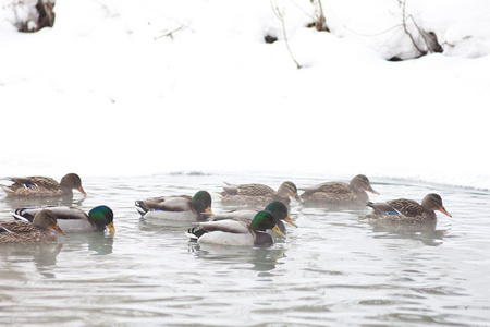 群鸭子冬天河上
