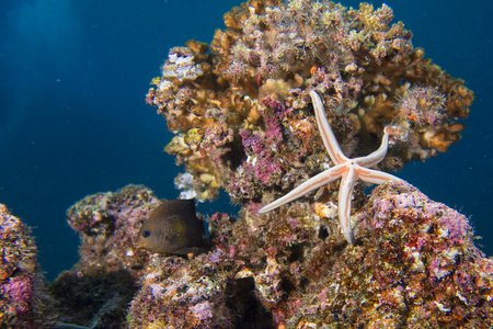 海星的礁多彩的水下地貌