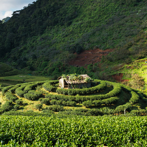 在泰国清迈进山茶园