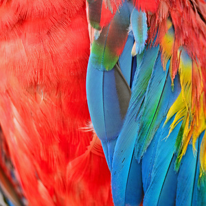 绯红金刚鹦鹉的羽毛