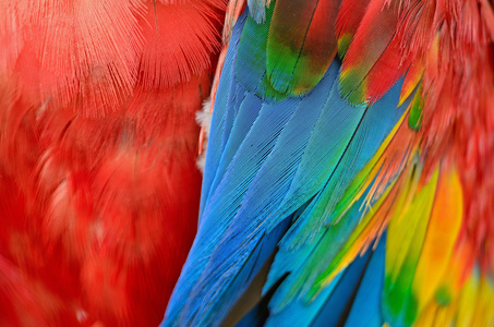 色彩缤纷的羽毛图片