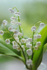 在自然背景下山谷百合花束