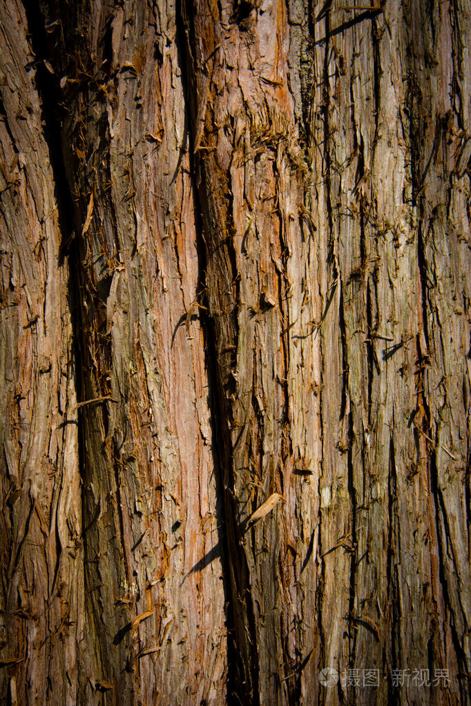 树皮树纹理性质