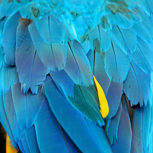 蓝色和金色的金刚鹦鹉羽毛