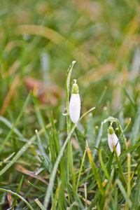 雪花莲