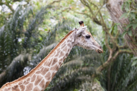 热带动物园里的长颈鹿