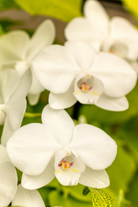 热带兰花花朵图片