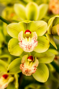 热带兰花花朵图片