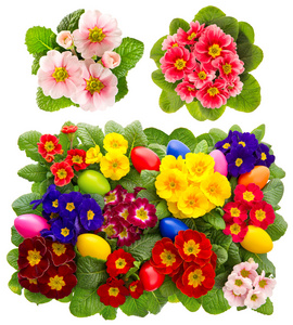 复活节蛋装饰报春属植物花图片