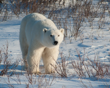 大型雌性北极熊