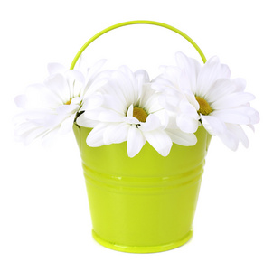 美丽的菊花上白色孤立的存储桶中