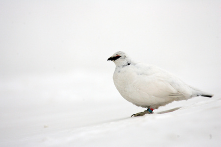 在日本的岩雷鸟冬天羽毛