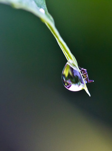 早晨的甘露图片