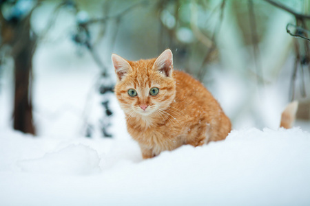 在雪地里的小猫