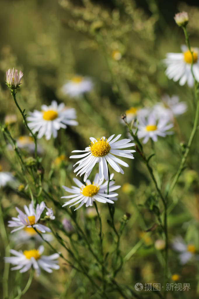 盛开的白色雏菊