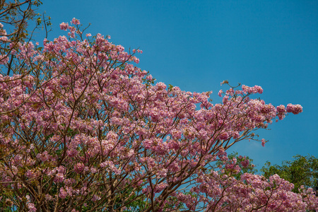 粉红色的花，粉红色潘提普阁树泰国