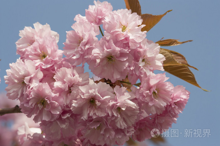 樱花盛开鲜花