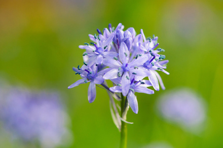 春天花 hyacinthoides 谷子