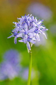 春天花 hyacinthoides 谷子