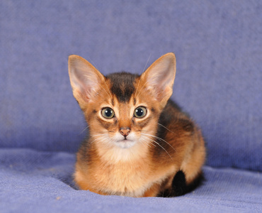 看着摄像机的阿比西尼亚的小猫肖像