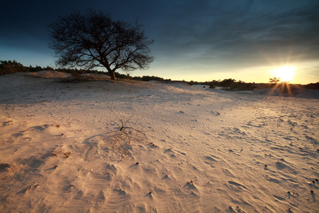 日落阳光掠过沙丘和树
