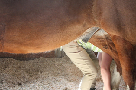 马在马厩里图片