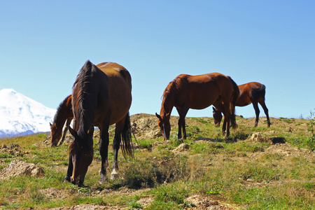 夏天秋天高加索地区草地上的马