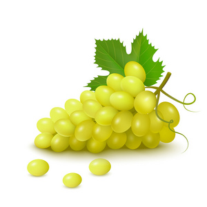 群的白葡萄品种