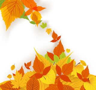 秋天的树叶背景照片