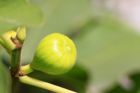 无花果树的果园里的水果