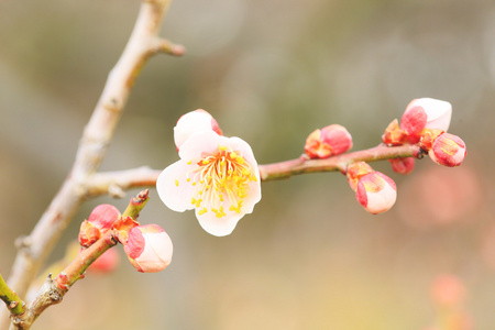 ume 日本梅花