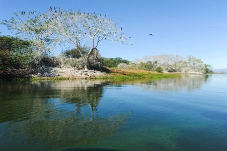 在 Suchitlan 湖鸟岛