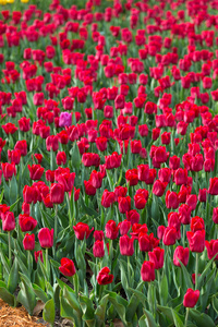 红色郁金香花田在荷兰