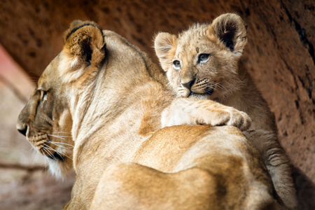 非洲狮幼崽休息在他母亲的母狮